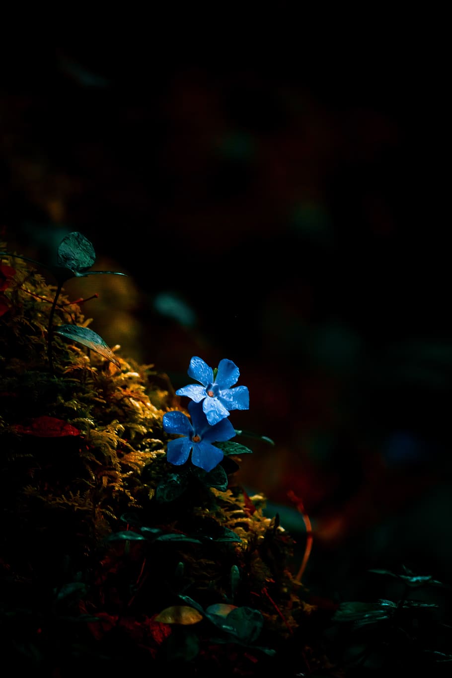 flower, nature, blue, forest, flowers, plants, spring, petals HD wallpaper