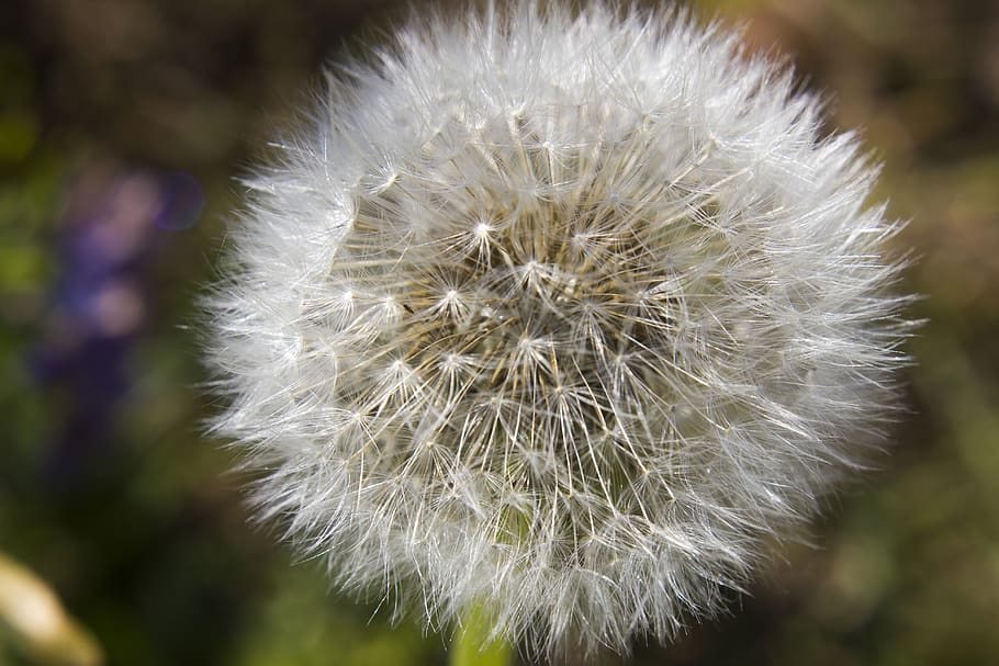 dandelion, flower, macro, nature, field, grass, green, flowering plant HD wallpaper
