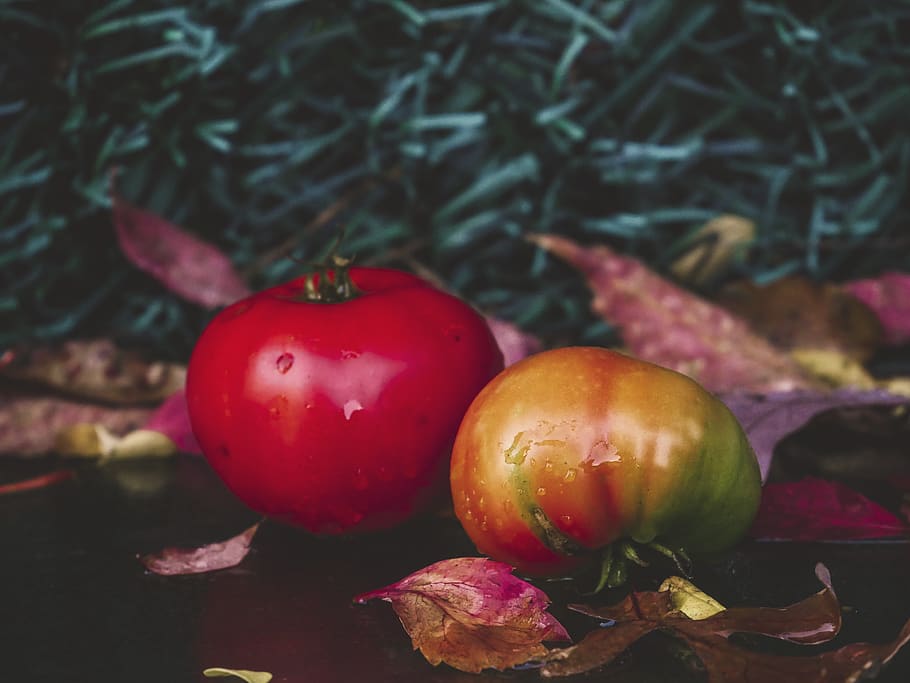 tomatoes, fall, green, rain, photography, food, food and drink HD wallpaper