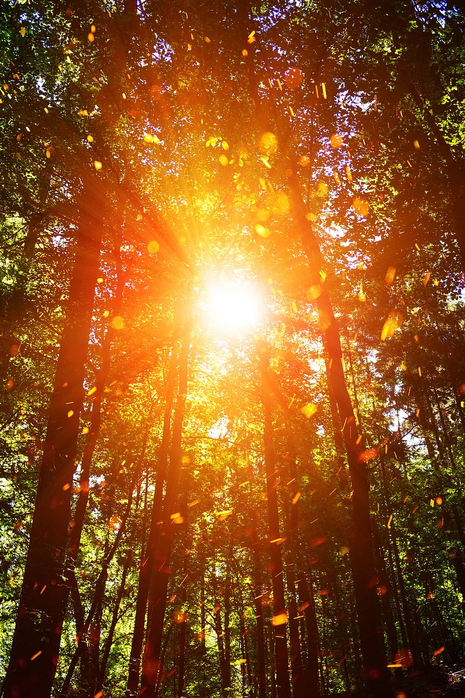 sun, sunshine, bill, sunbeam, sunlight, forest, trees, plant HD wallpaper