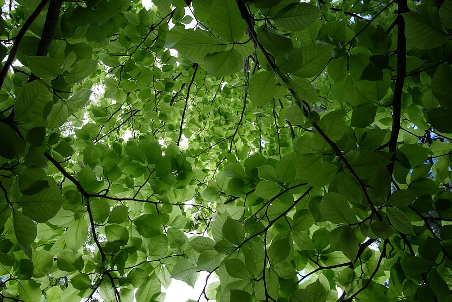 plant, leaf, tree, madison, united states, olbrich botanical gardens, HD wallpaper