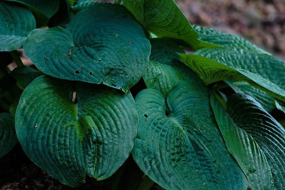 plants, green, nature, green color, leaf, growth, plant part HD wallpaper