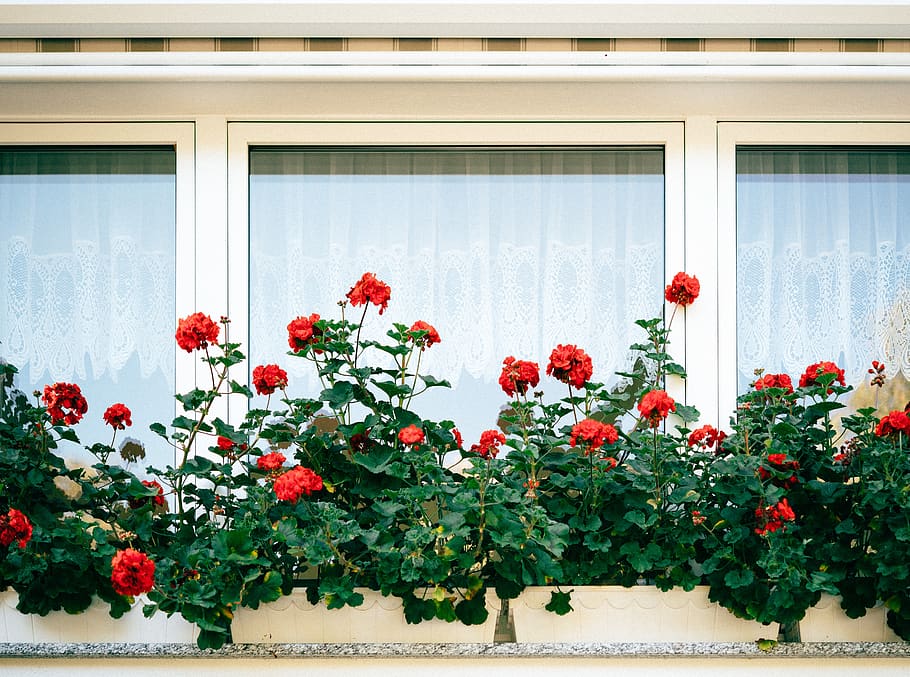plant, flower, flowering plant, window, growth, red, freshness HD wallpaper