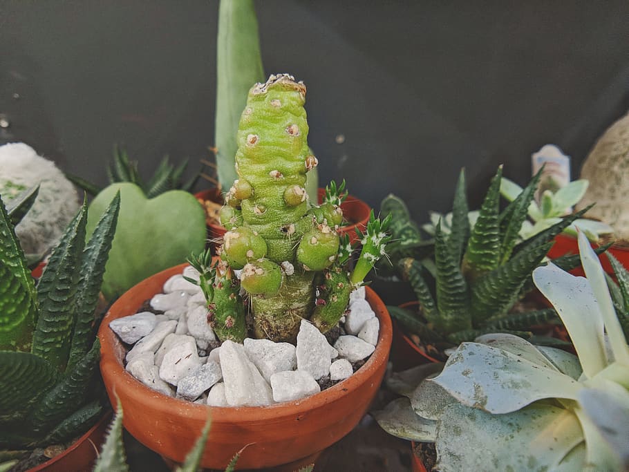 succulent plant, green color, potted plant, growth, cactus HD wallpaper