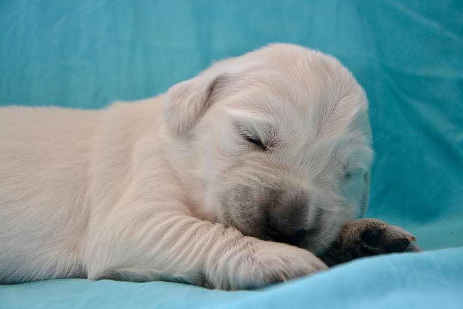dog, golden retriever puppy, puppy sleeping, pet dog, portrait, HD wallpaper