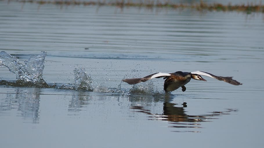 nature, birds, grebe, river, water, flight, animal wildlife HD wallpaper