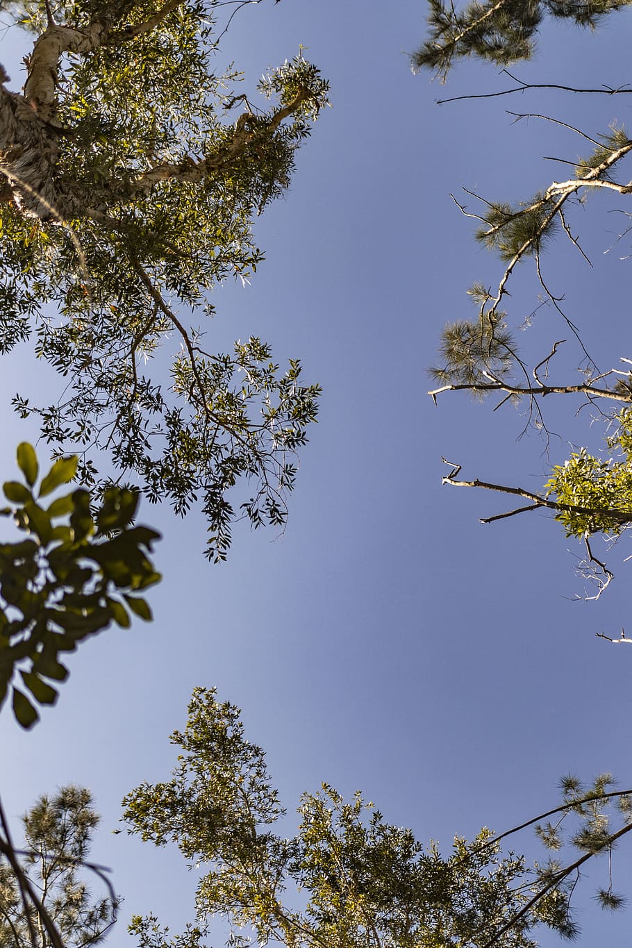trees, leaves, daylight, sky, blue, branches, clouds, forest HD wallpaper