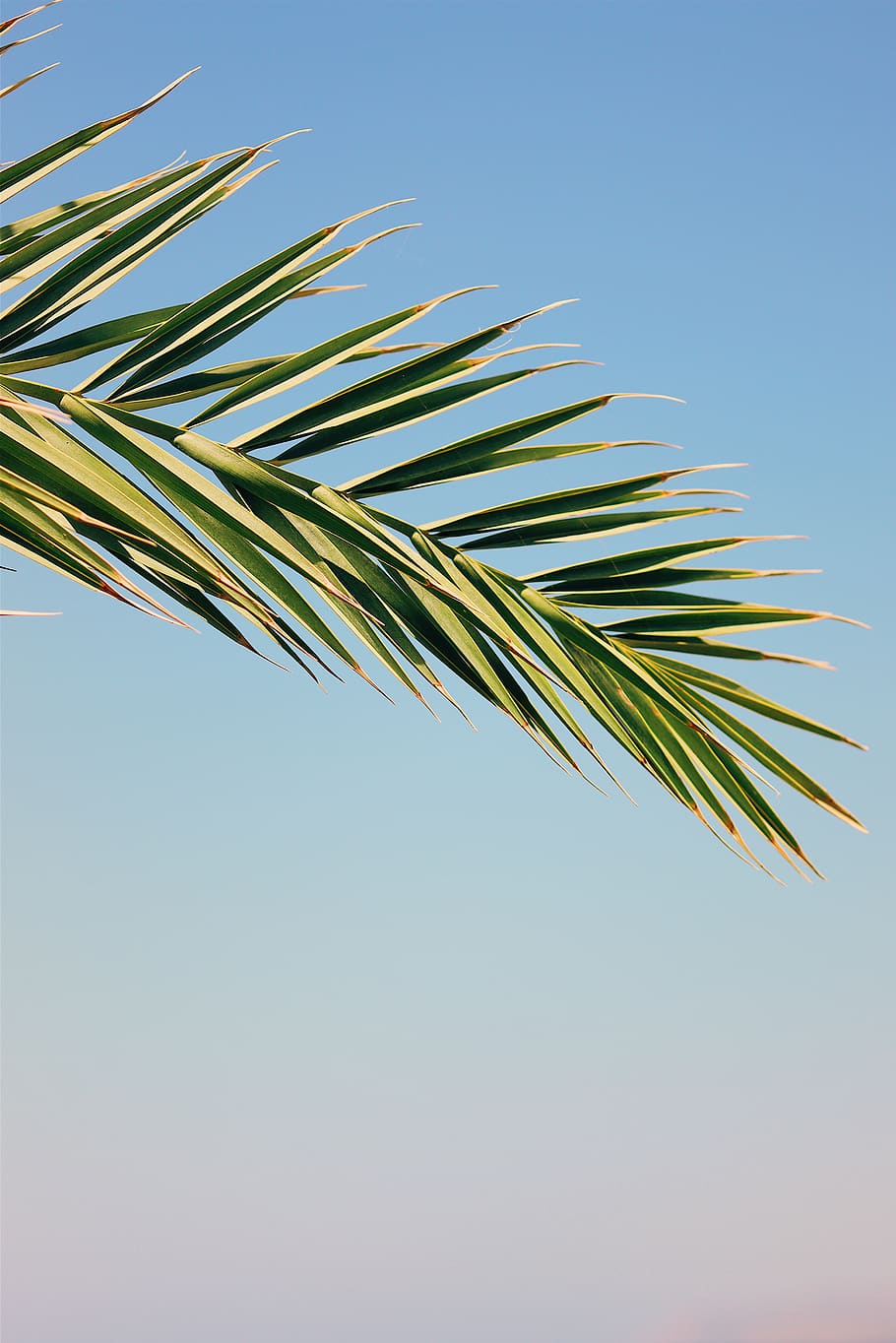 palm, tree, sky, blue, leaf, sea, sun, bright, jungle, summer HD wallpaper