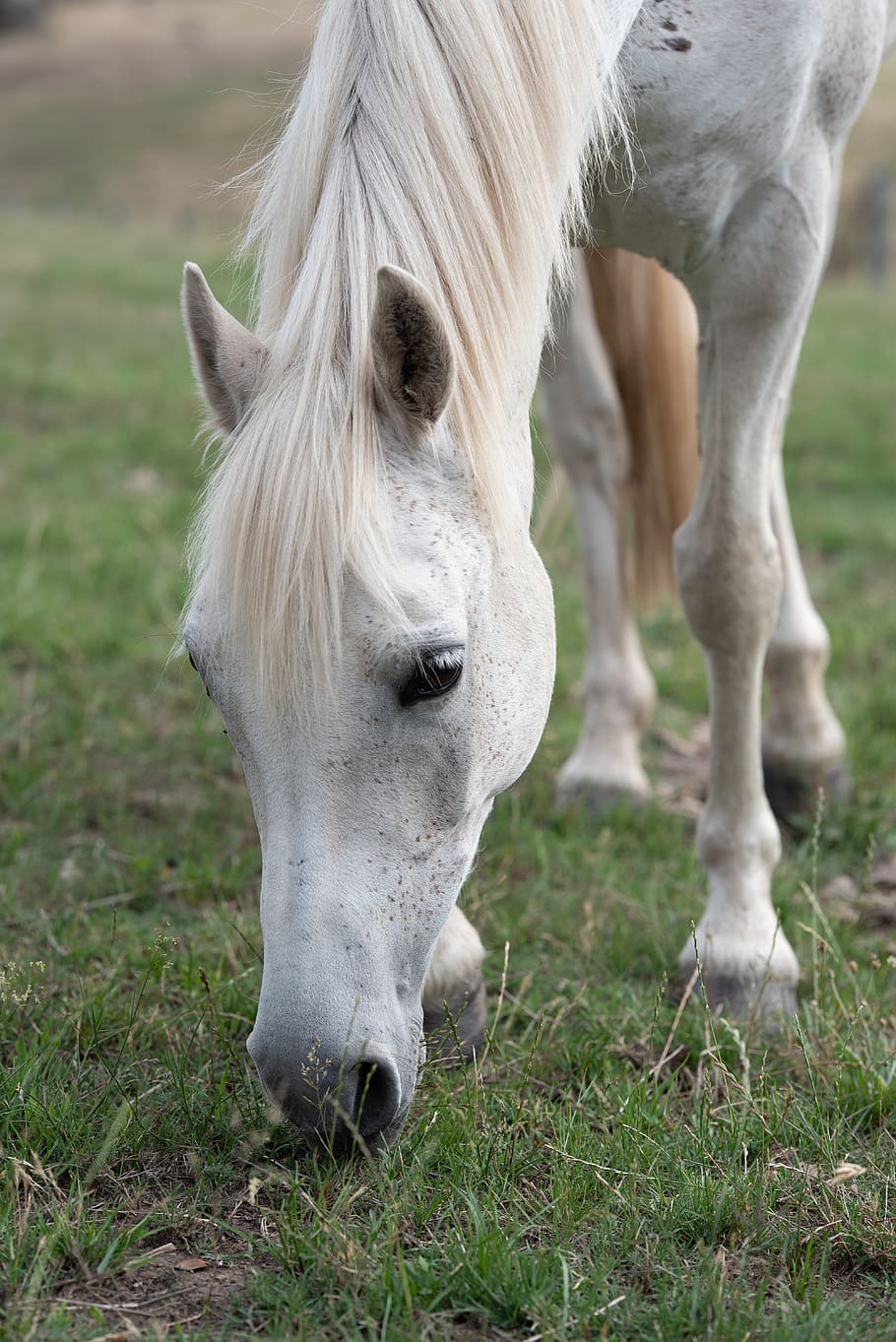 horse, pony, equine, australian pony, grey, grazing, paddock, HD wallpaper