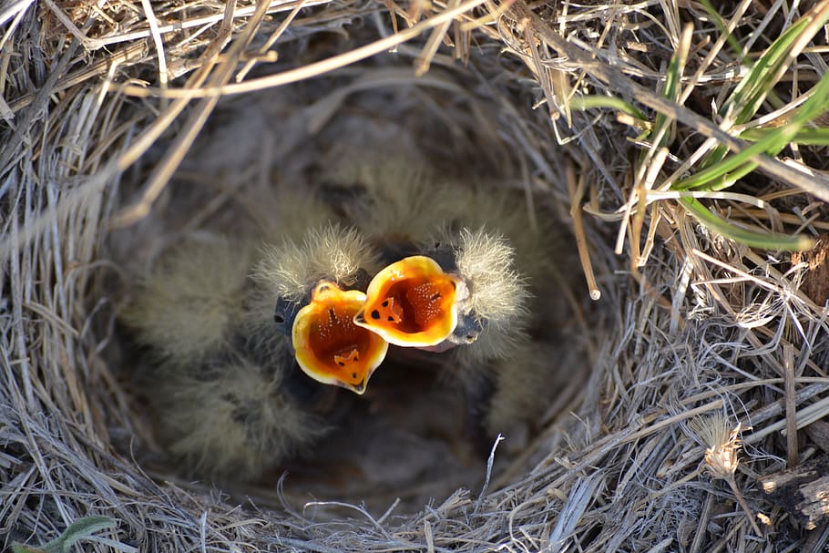 two yellow chicks, young bird, animal, animal nest, high angle view HD wallpaper