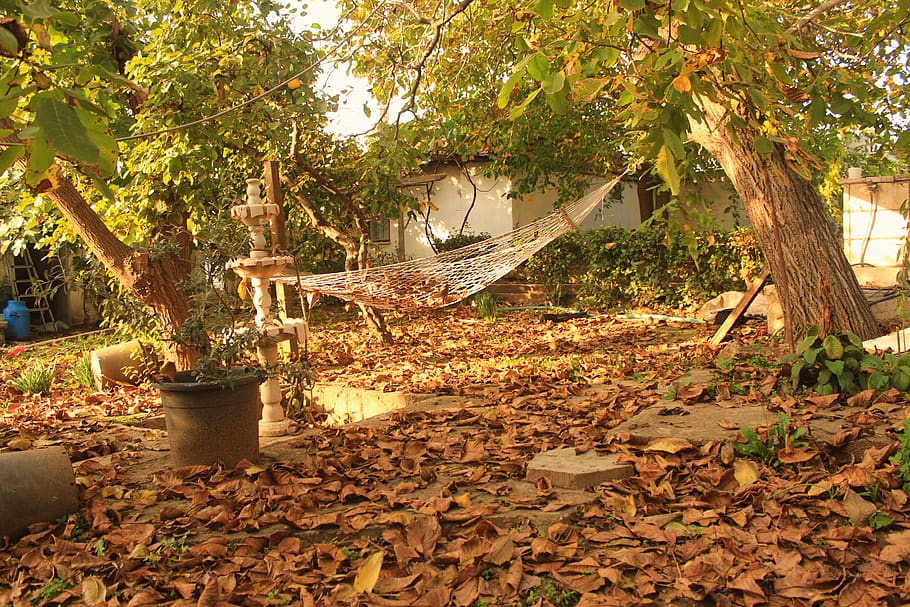 turkey, tekirdağ, tree, plant, autumn, nature, architecture HD wallpaper