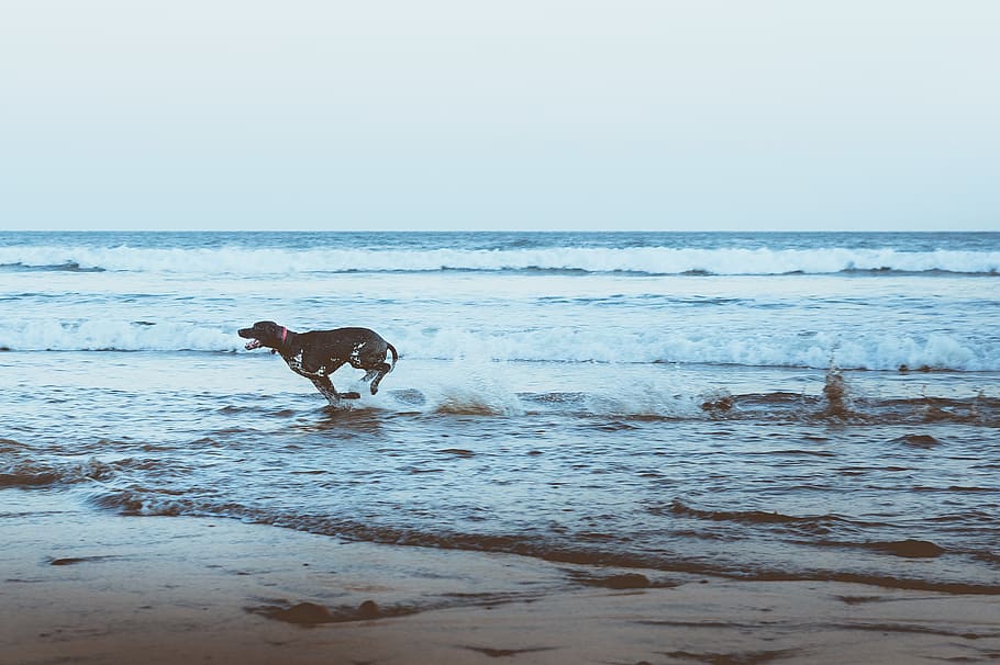 saltburn, splashing, waves, dog, sunrise, north sea, beach HD wallpaper
