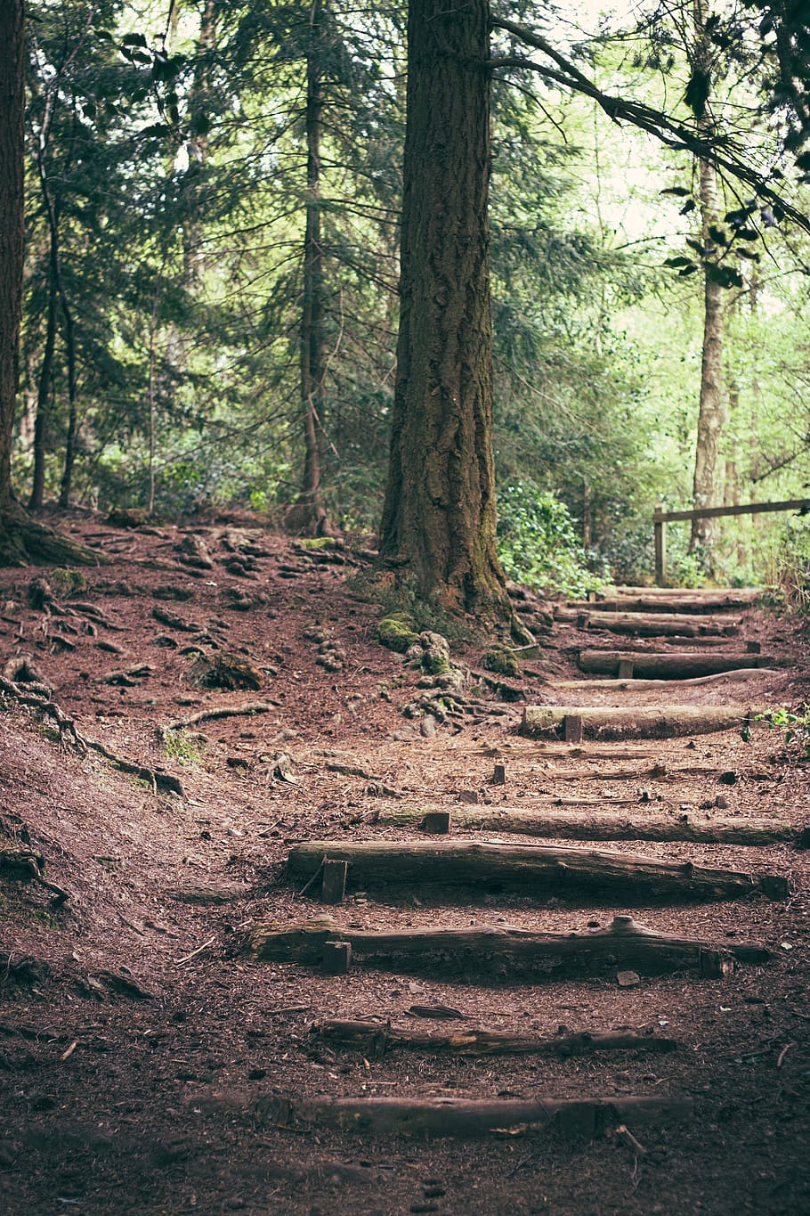united kingdom, lickey, steps, path, trees, walk, nature, forest HD wallpaper