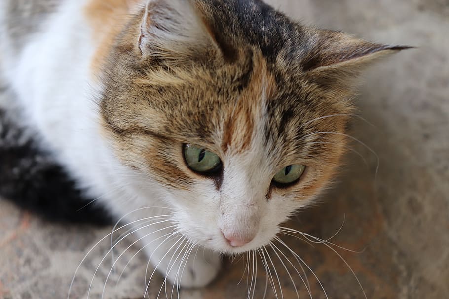 cat, animal, tiger, animal themes, domestic cat, one animal HD wallpaper