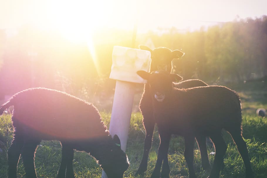 norway, geilo, mammal, sunlight, domestic animals, field, livestock HD wallpaper