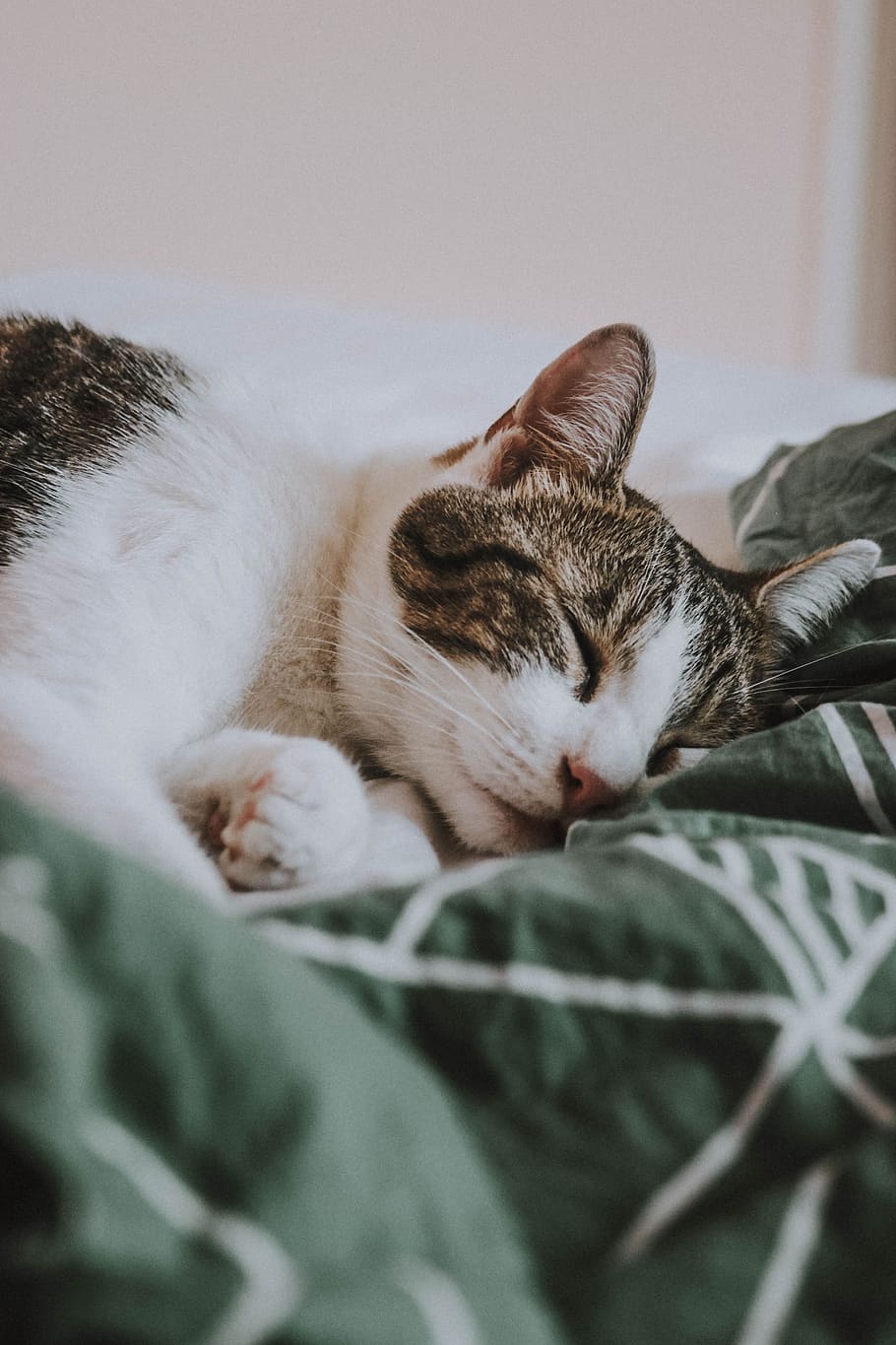 silver tabby cat, bed, asleep, rest, ear, nose, face, animal, HD wallpaper