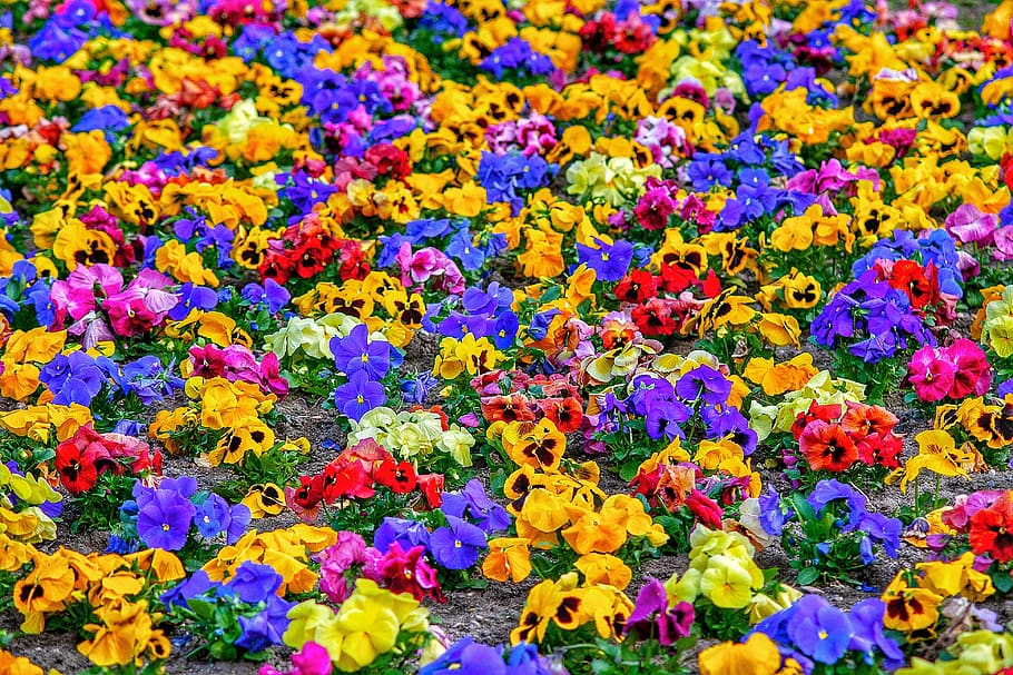 flowers, texture, farben, colors, lights, design, bright, colorful HD wallpaper