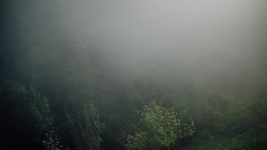 tree, mist, rain, forest, fog, land, environment, nature, plant HD wallpaper