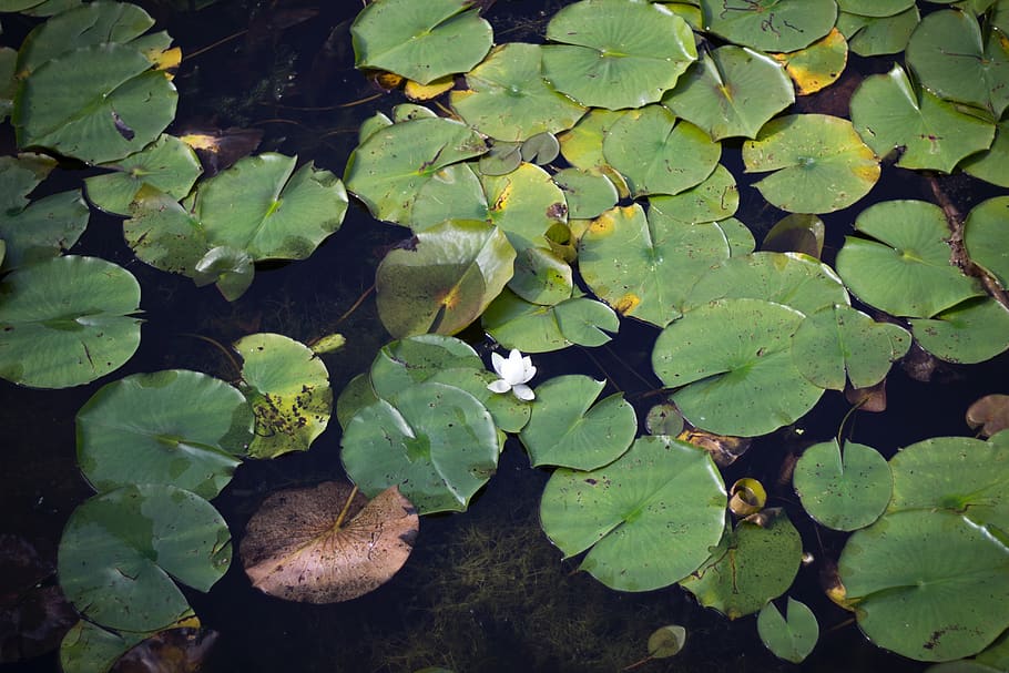 green, lilypads, white, whiteflower, nature, water, pond, lake HD wallpaper