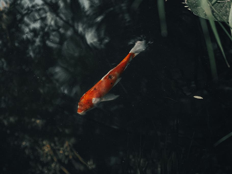 orange koi fish, animal, carp, water, koy, dark, underwater, swim HD wallpaper