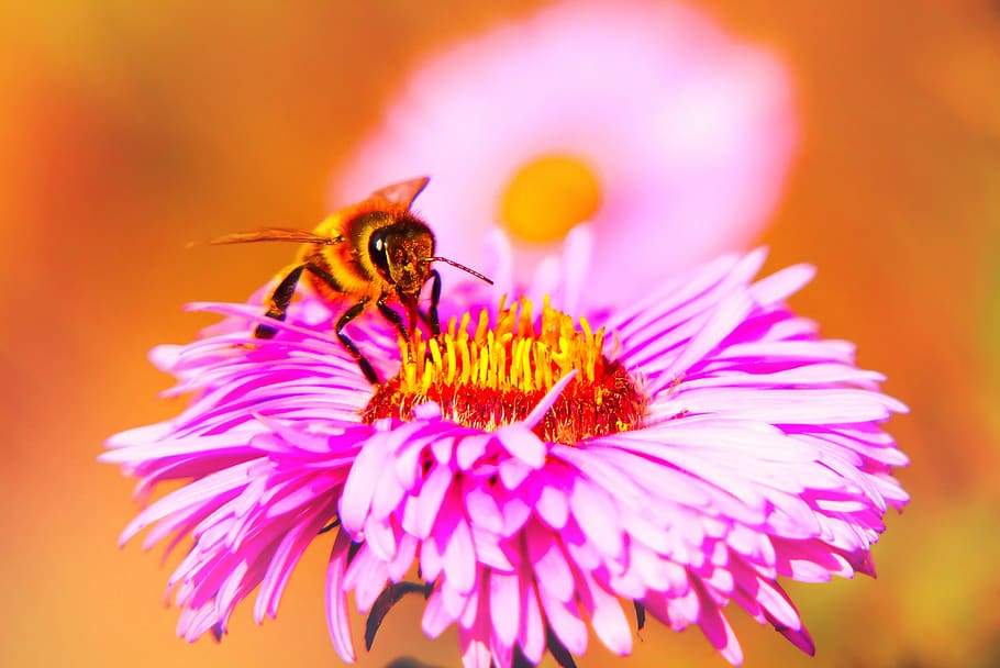 bee miodna, insect, nozzle, flower, posts, apiformes, animals HD wallpaper