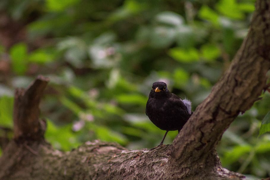 tree, forest, nature, bird, closeup, macro, green, leaves, wild HD wallpaper