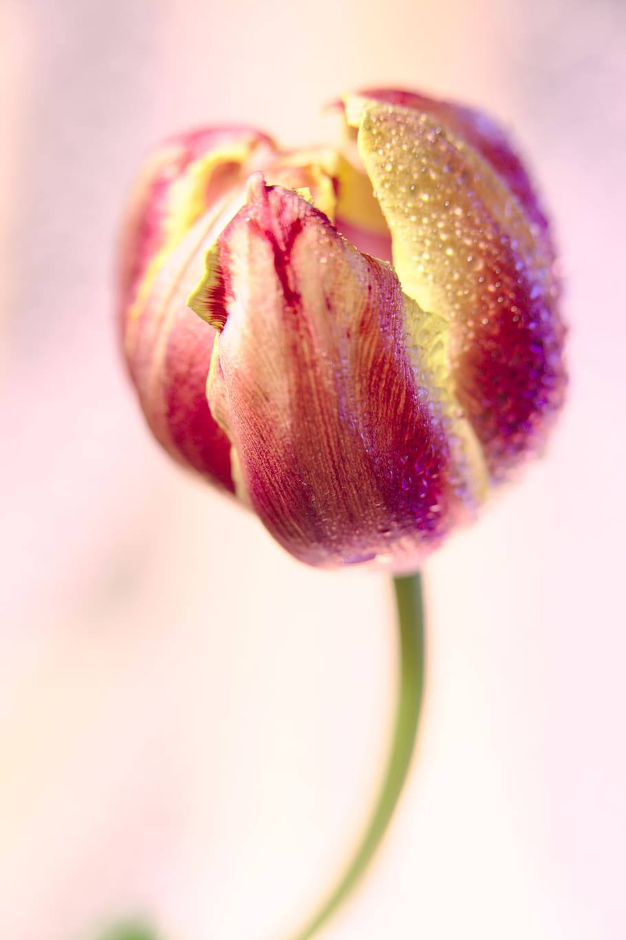 tulip, drip, dew, flower, plant, nature, drop of water, close up HD wallpaper