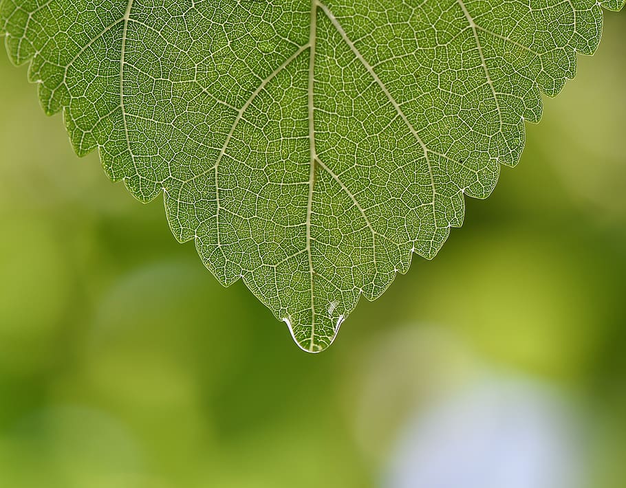 green, leaf, macro, nature, doğal, plant part, close-up, green color HD wallpaper