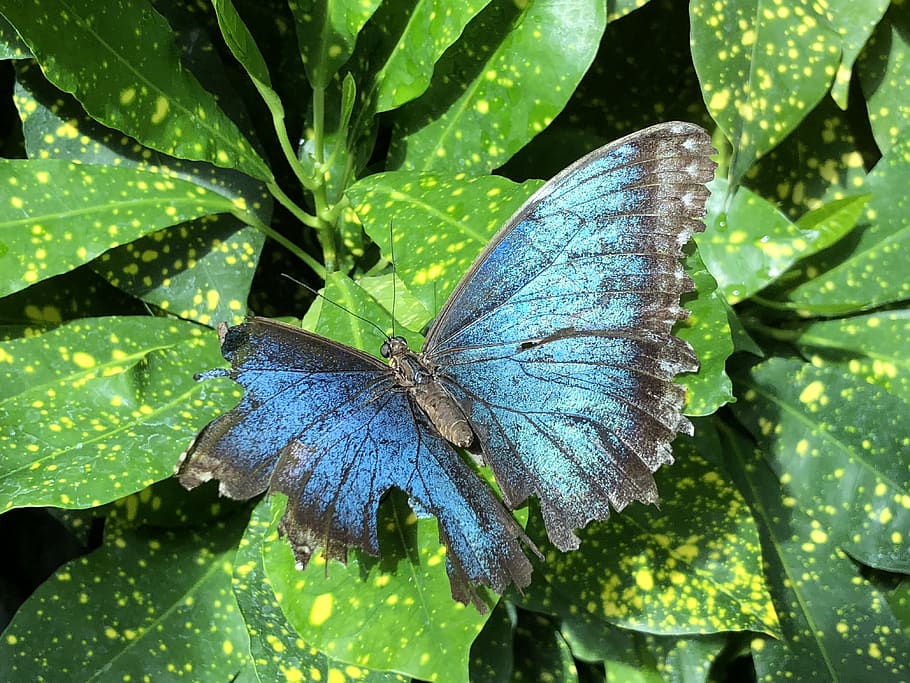 butterfly, insect, plant part, leaf, invertebrate, one animal HD wallpaper