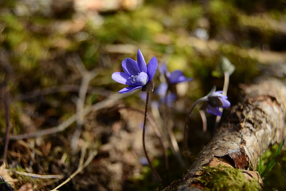 flower, bokeh, nature, bloom, flowering plant, freshness, fragility HD wallpaper