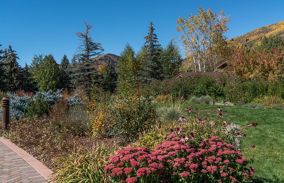 fall, foliage, vail, colorado, mountains, colorful, autumn HD wallpaper