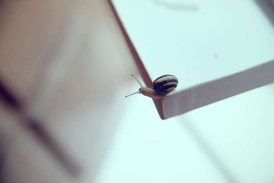 snail, outside, animal, macro, rain, one animal, animal themes HD wallpaper