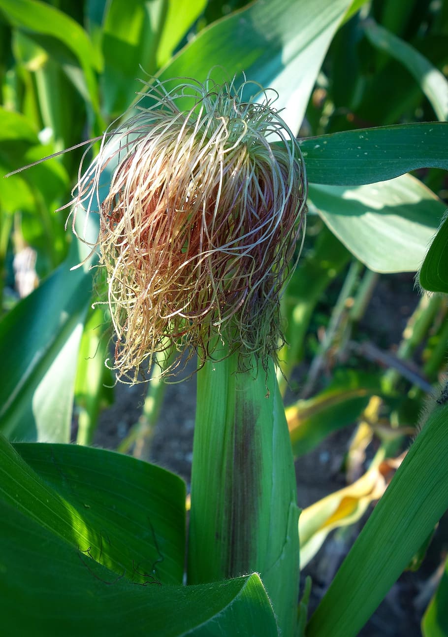 corn, corn plant, green, growth, arable, cornfield, agriculture HD wallpaper