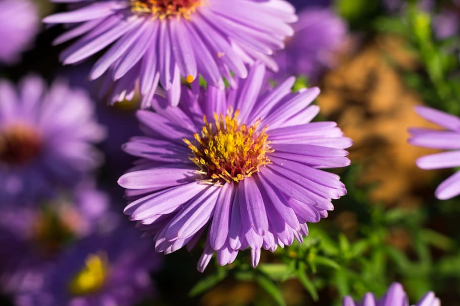 flower, aster, trivia, plant, wheatgrass, violet, purple, pink, HD wallpaper