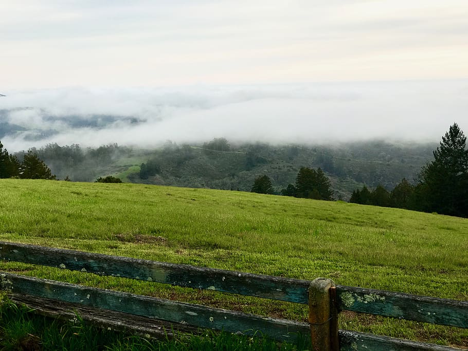 united states, redwood city, pacific fog, forest, trees, redwood forest, HD wallpaper