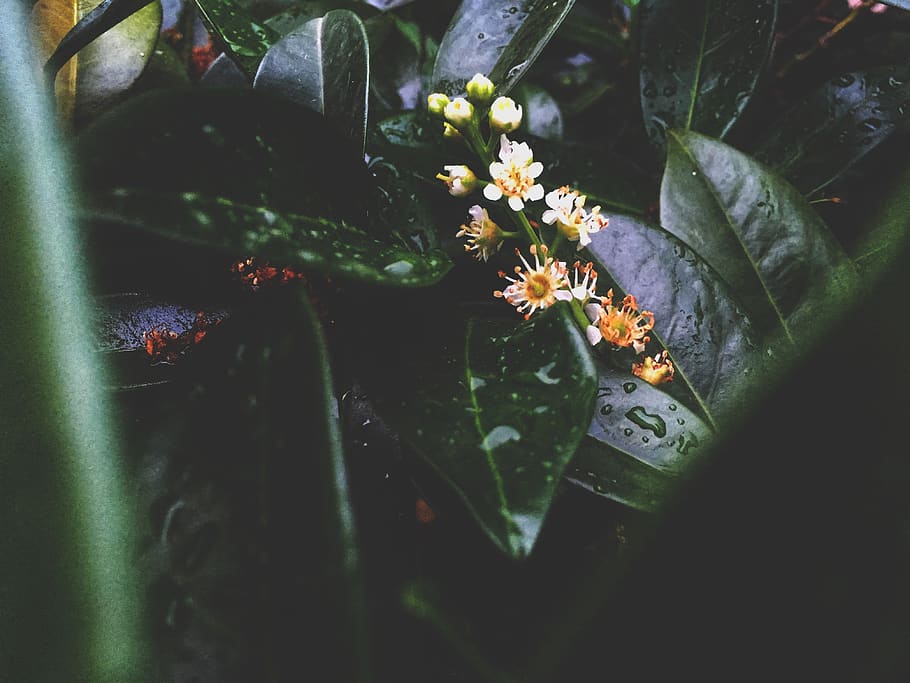 Shallow Focus Photography of Plants, blur, close-up, daylight HD wallpaper