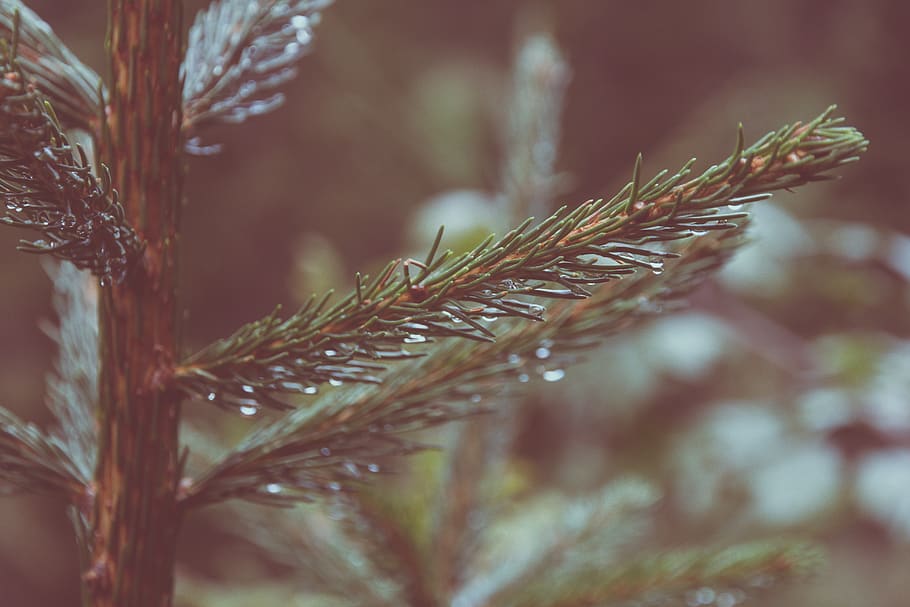 green pine tree, plant, conifer, abies, fir, spruce, water, drops HD wallpaper