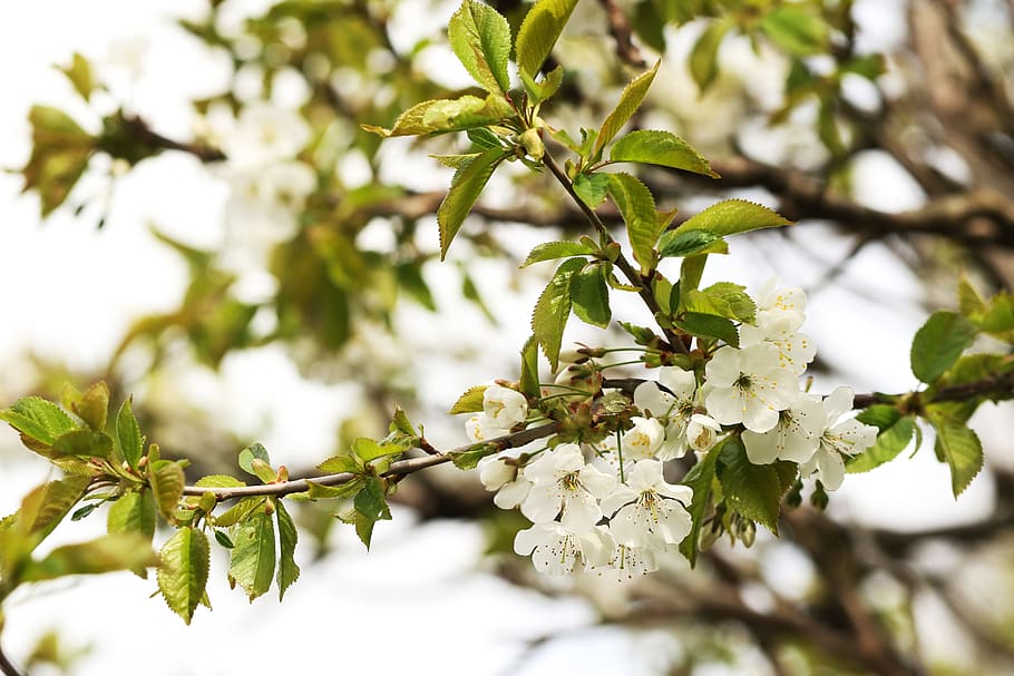 cherrywood, spring, flower, tree, nature, blossom, plant, growth HD wallpaper