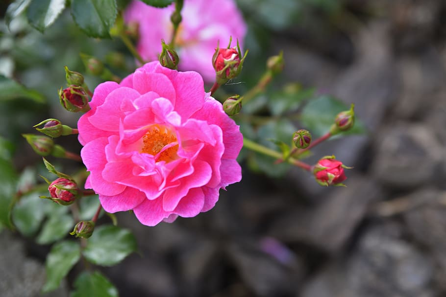 flower, rose, raspberry, plant, flowering plant, growth, freshness HD wallpaper