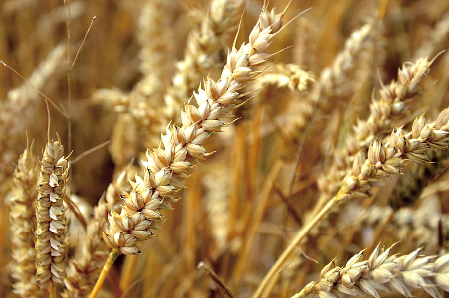 wheat, cereals, ear, grain, agriculture, field, nature, summer HD wallpaper