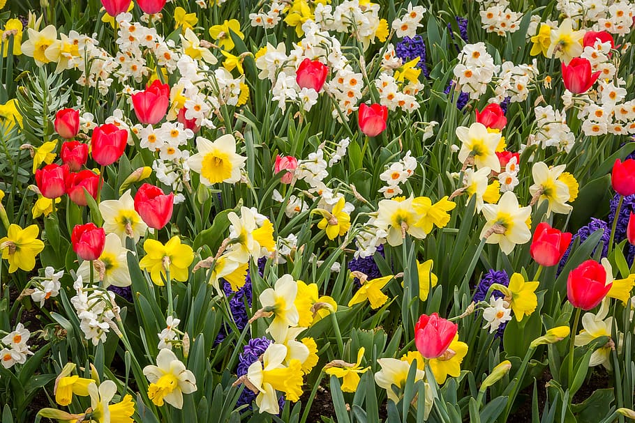 spring, daffodils, tulips, spring awakening, spring flowers HD wallpaper