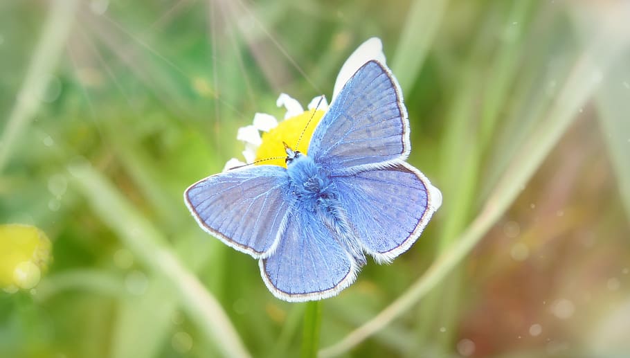 polyommatus icarus, tom, insect, wings, butterfly day, animals HD wallpaper