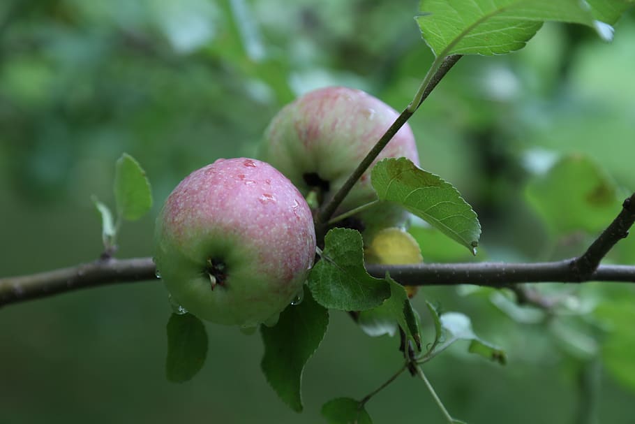 canada, uxbridge, plant, fruit, growth, leaf, freshness, healthy eating HD wallpaper