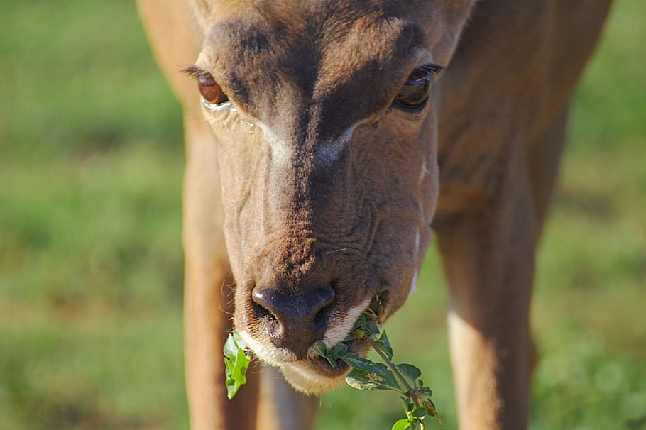 eating, close, eyes, head, animal, addo, elephant, national HD wallpaper