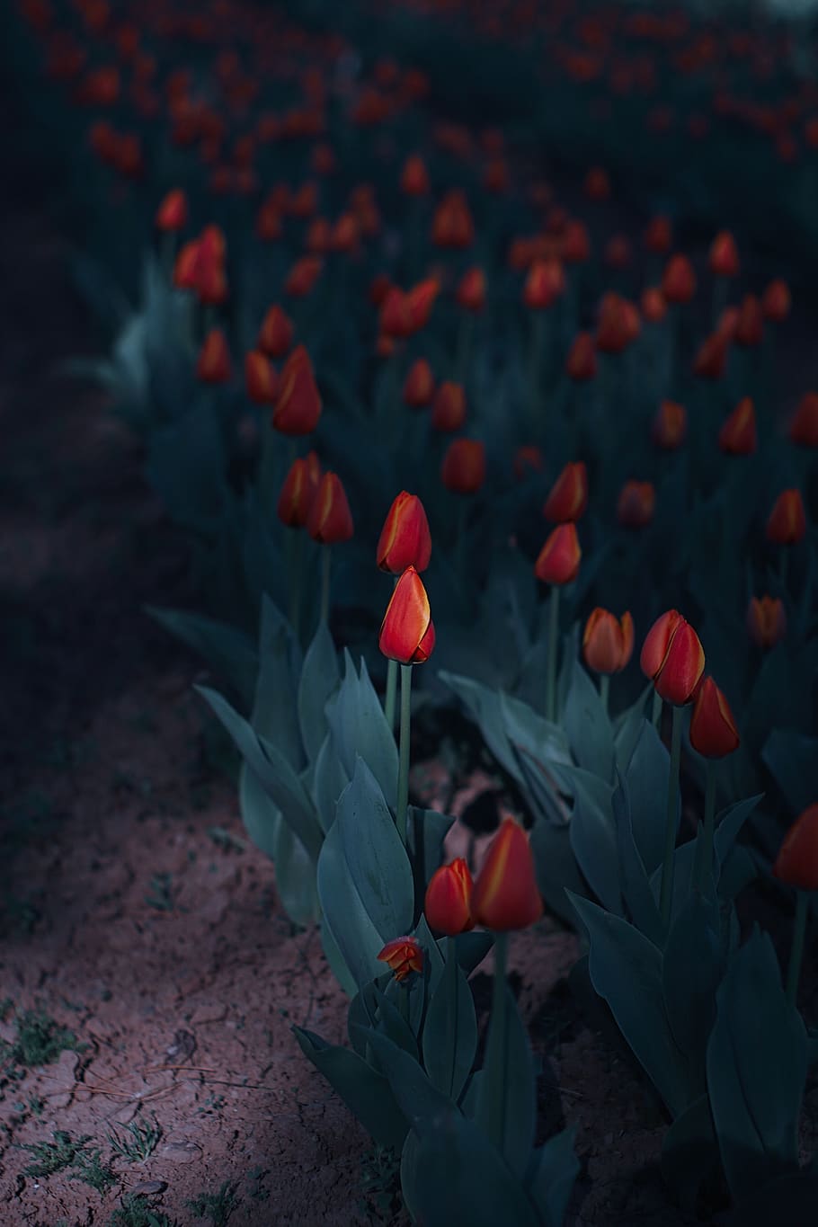 red tulips field, flowering plant, beauty in nature, freshness HD wallpaper