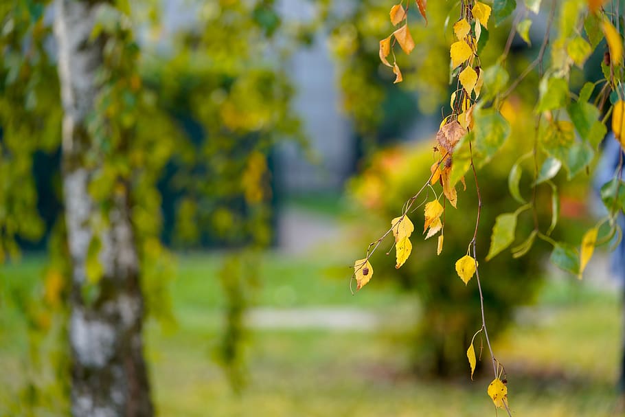leaf, nature, tree, outdoors, bright, garden, season, wood, HD wallpaper