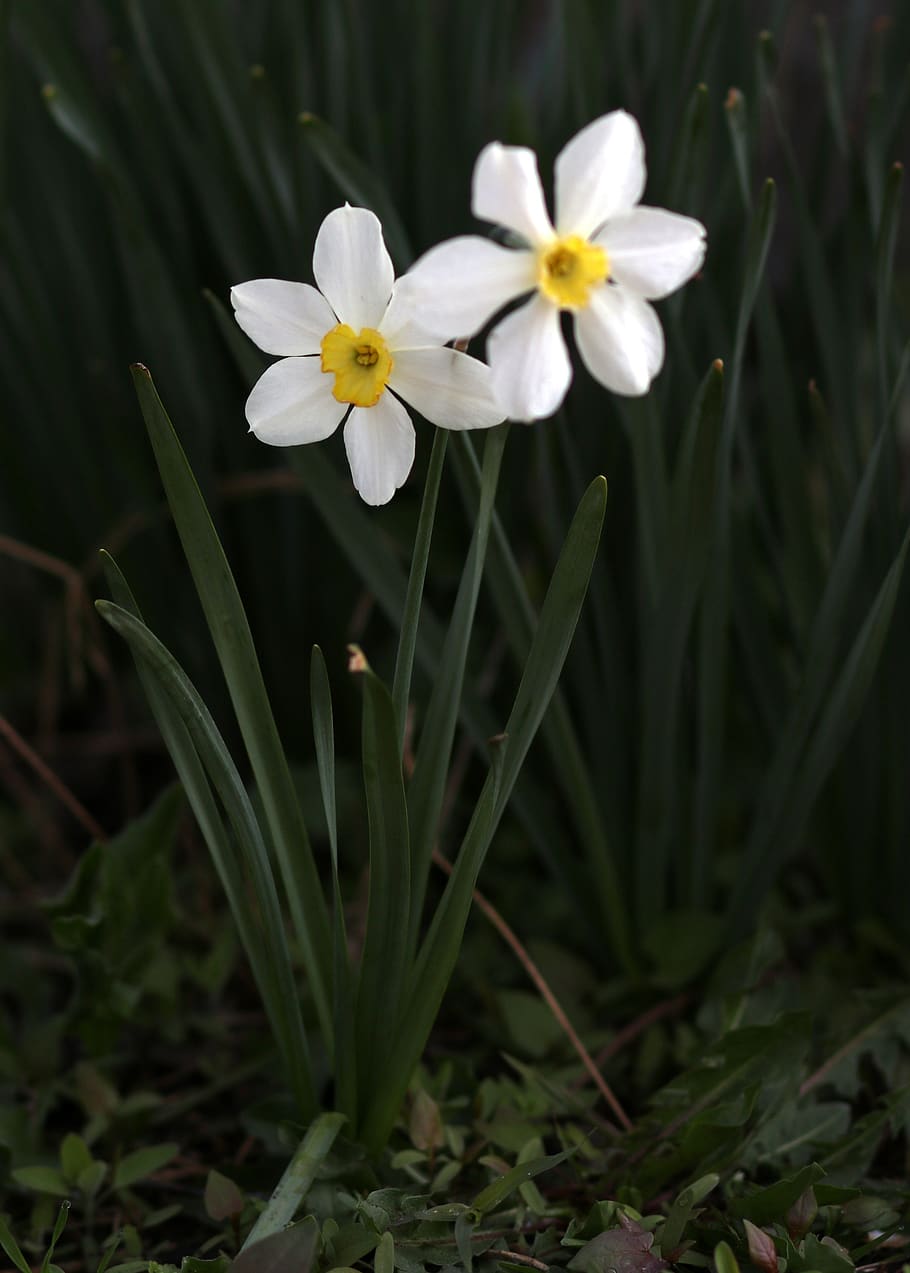 daffodil, white, flower, spring, supplies, nature, blooming HD wallpaper