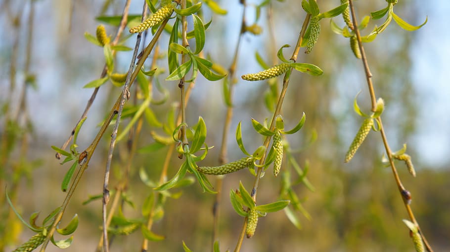 nature, plant, tree, willow, crying, sprig, hanging, green HD wallpaper