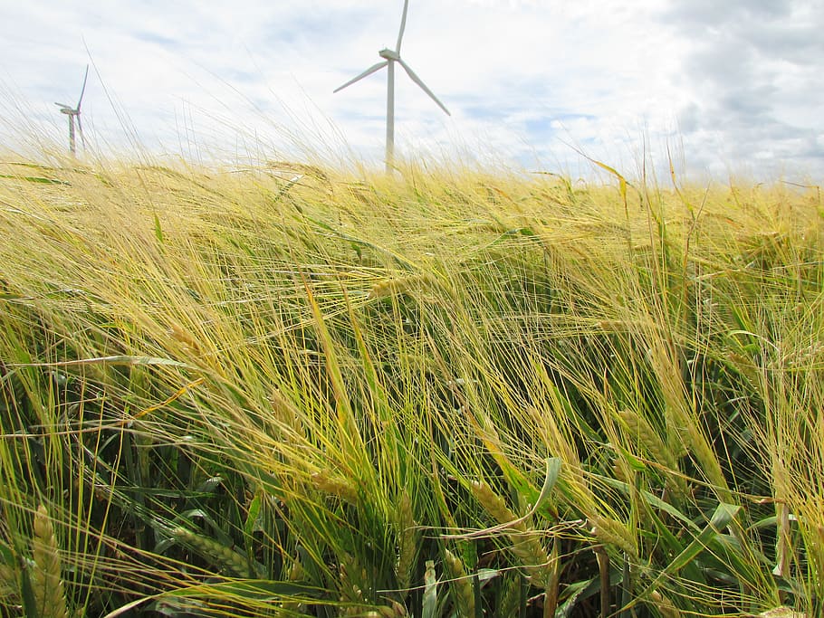 green, grass, wind mills, environment, fuel and power generation HD wallpaper