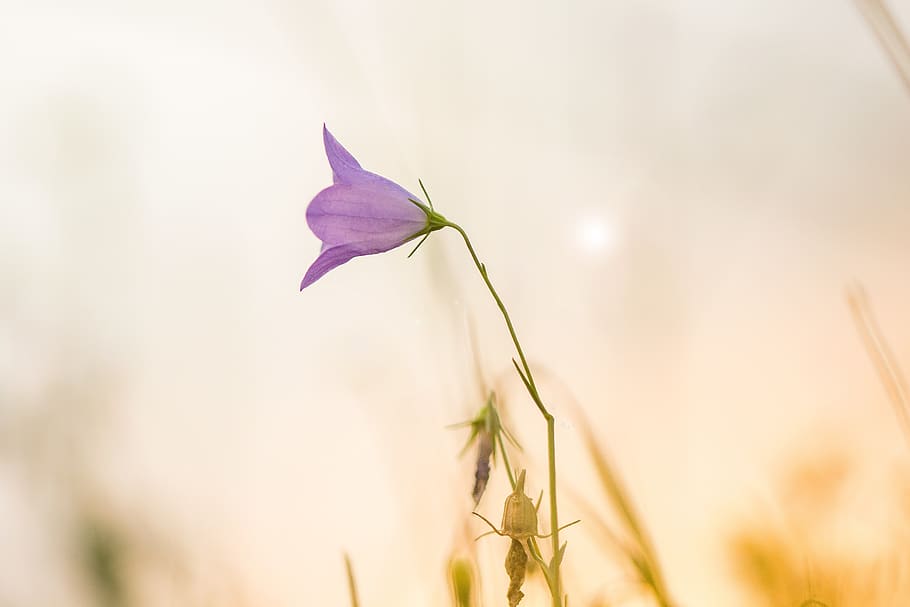 flower, sunset, nature, macro, hell, close up, plant, flowering plant HD wallpaper